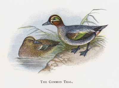 El Cerceta Común de Alexander Francis Lydon